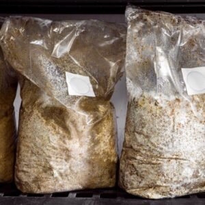 Substrate Bag and Mushroom