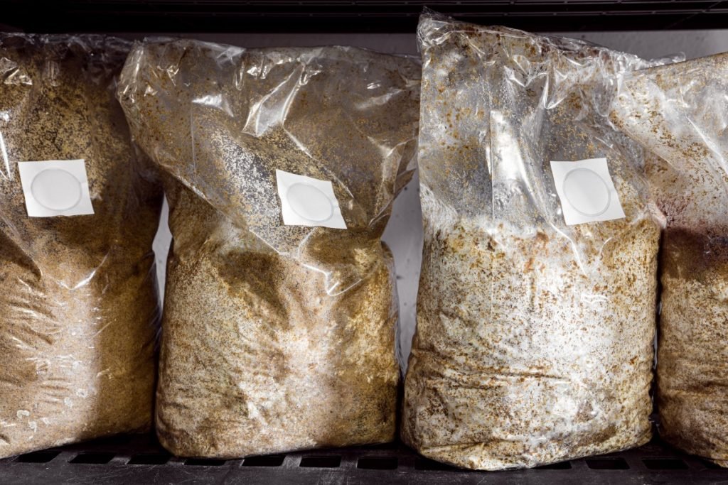 Substrate Bag and Mushroom