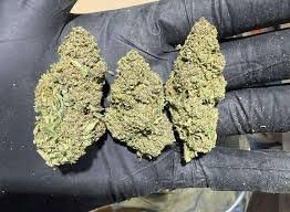 sunset sherbert
