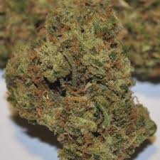 captain jack strain