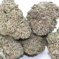 black truffle strain for sale deutschland
