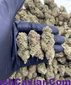 Do-Si-Dos Strain