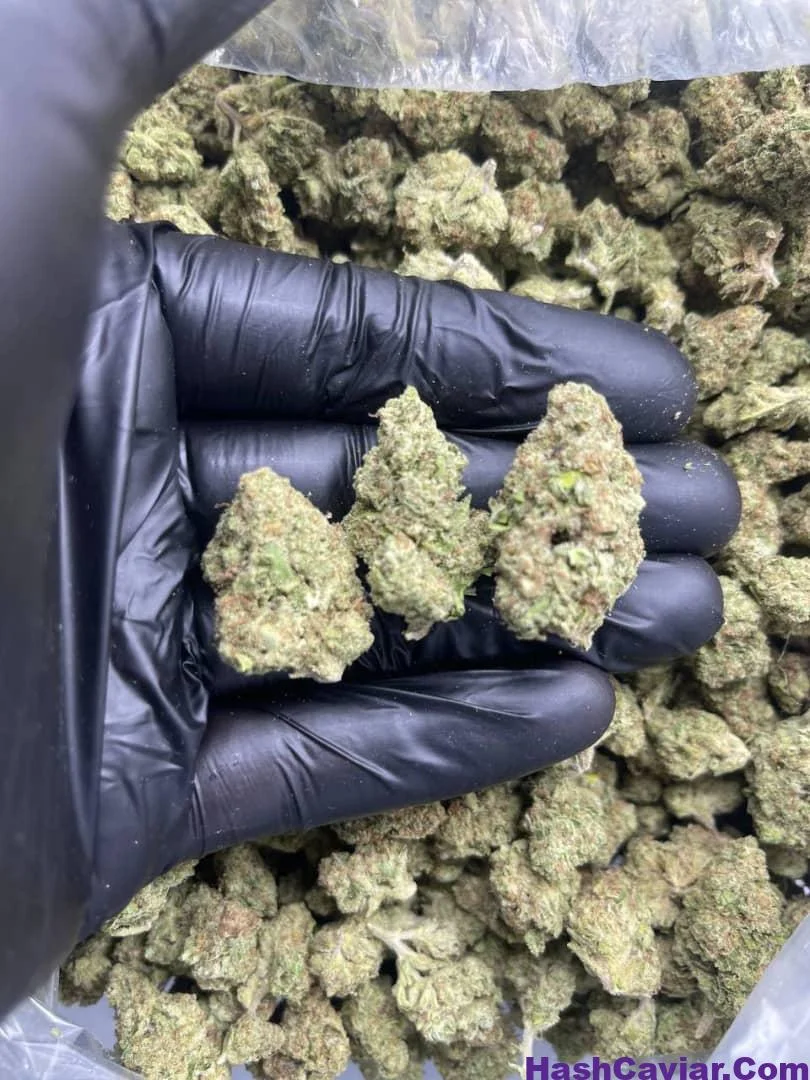 SUNDAE DRIVER
