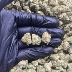 PAPAYA SMALLS