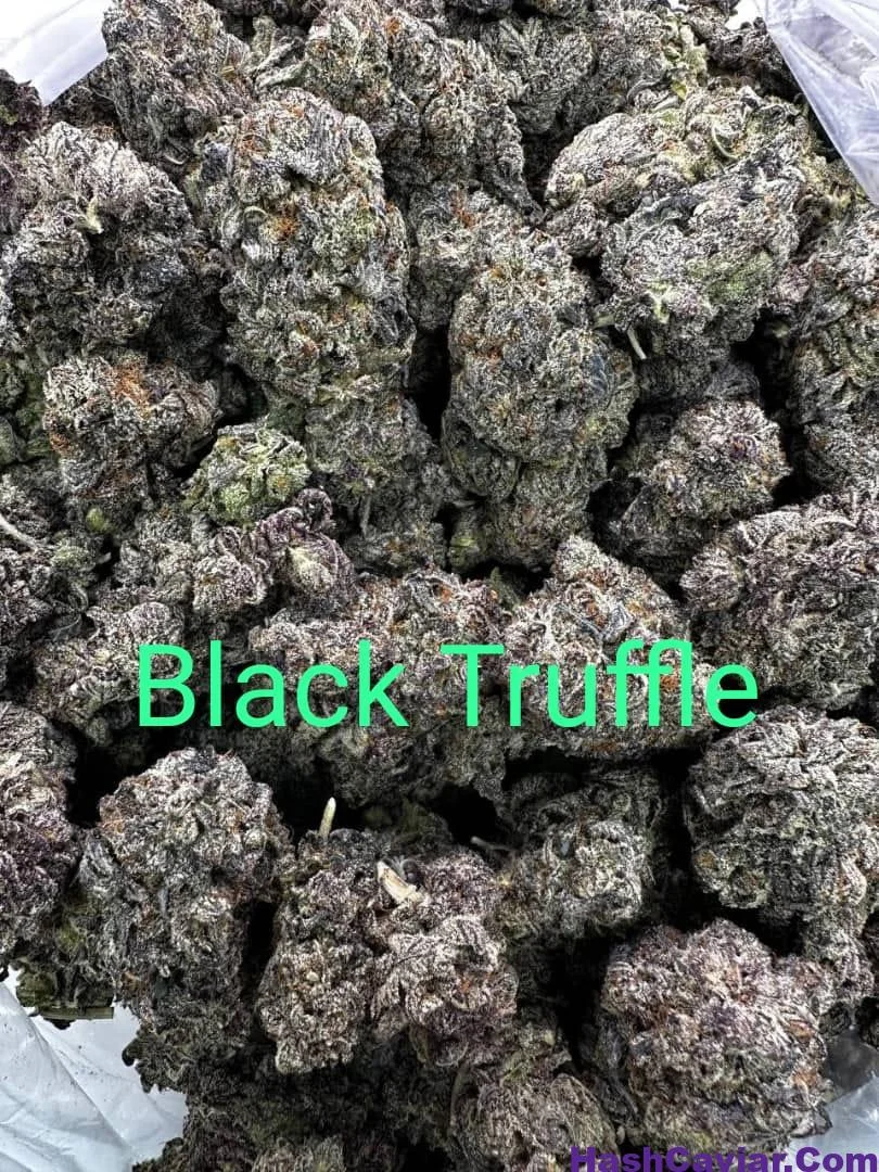 Black Truffle Strain for sale Deutschland