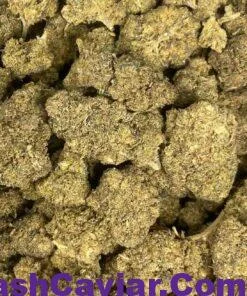 GELATO 45