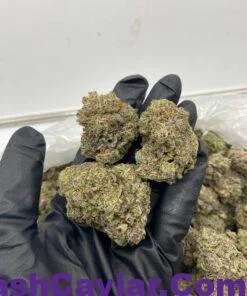 funnel cake strain