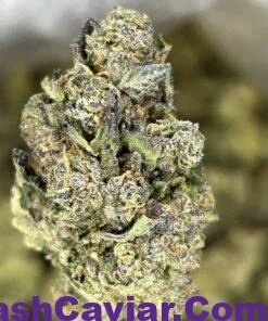 glazed apricot gelato strain