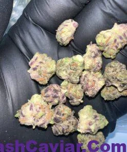 The Soap Strain
