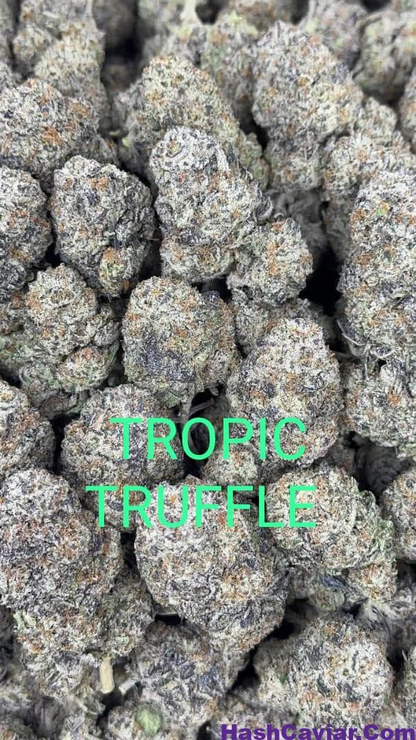 Black Truffle Strain for sale Deutschland - Image 2