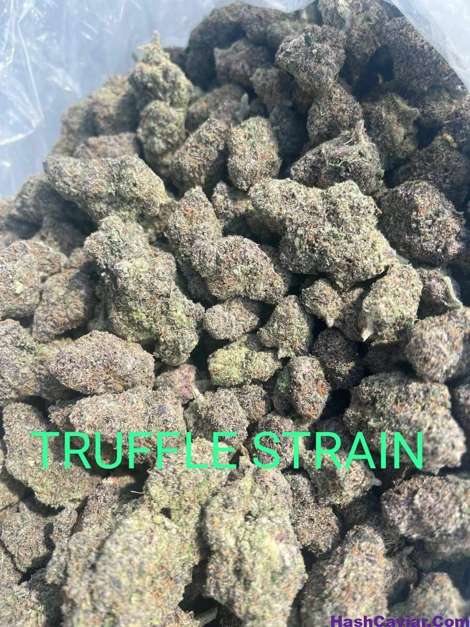 Black Truffle Strain for sale Deutschland - Image 3