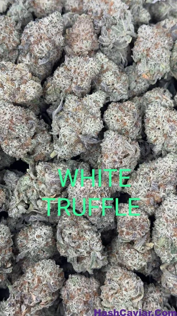 Black Truffle Strain for sale Deutschland - Image 4
