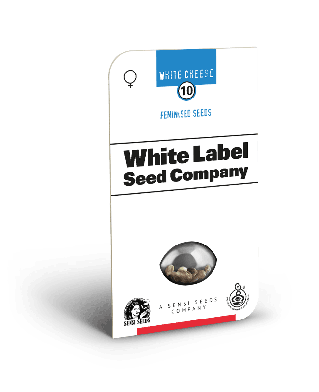 White Cheese Feminized Seeds - image 2 of 3