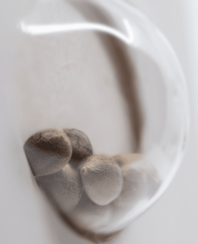 White Cheese Feminized Seeds - image 3 of 3