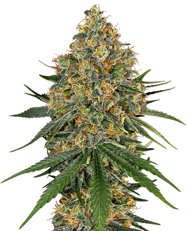 White Cheese Feminized Seeds by White Label