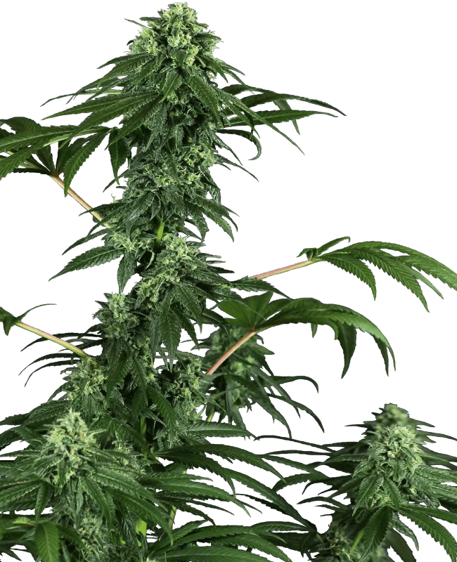 420 Punch Feminized Seeds