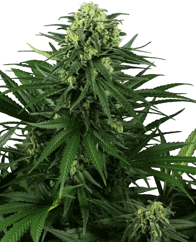 Honey Melon Kush Feminized Seeds