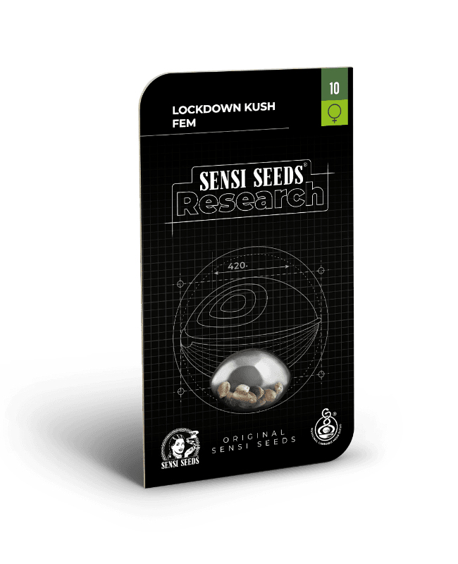 Lockdown Kush Feminized Seeds - image 2 of 3