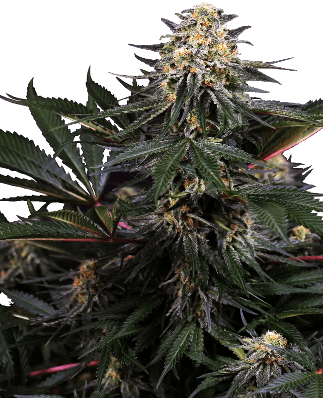 Lockdown Kush Feminized Seeds - Hash Caviars