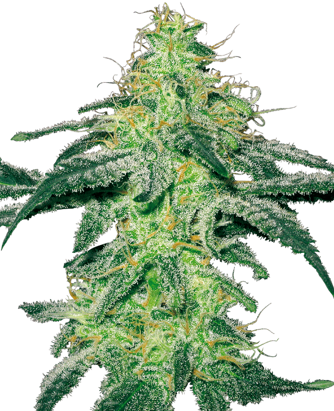 White Skunk Feminized Seeds by White Label