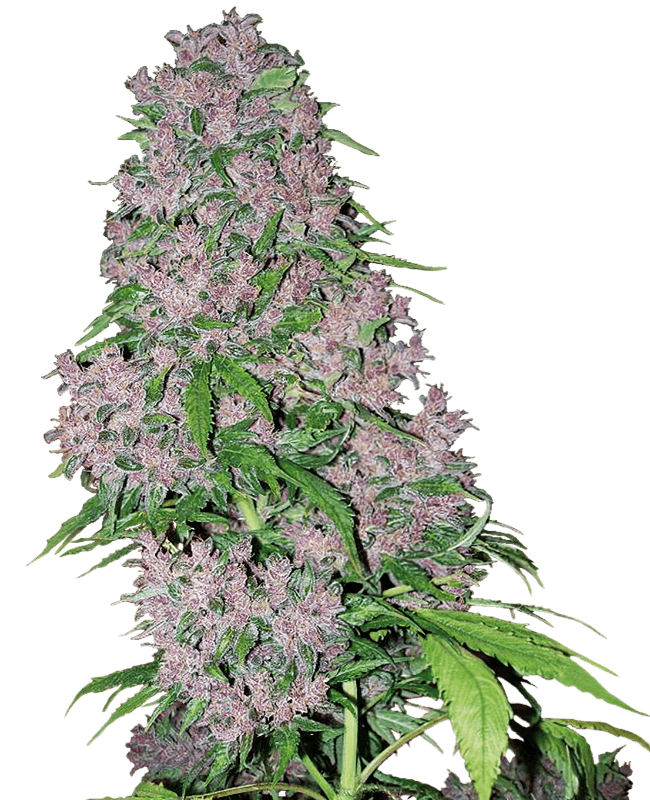 Purple Bud Feminized Seeds by White Label
