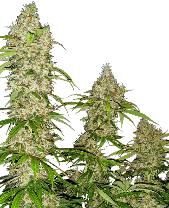 Banana Kush Cake Feminized Seeds