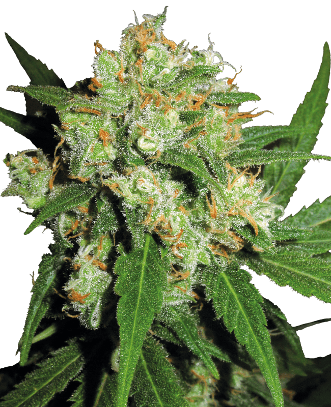Sensi Skunk Feminized Seeds