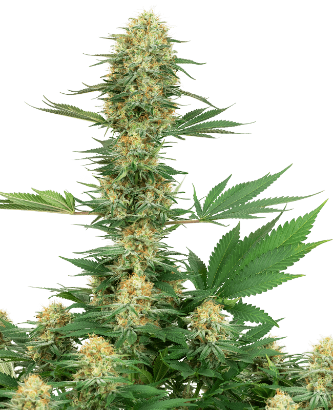 Gelato #420 Feminized Seeds by White Label