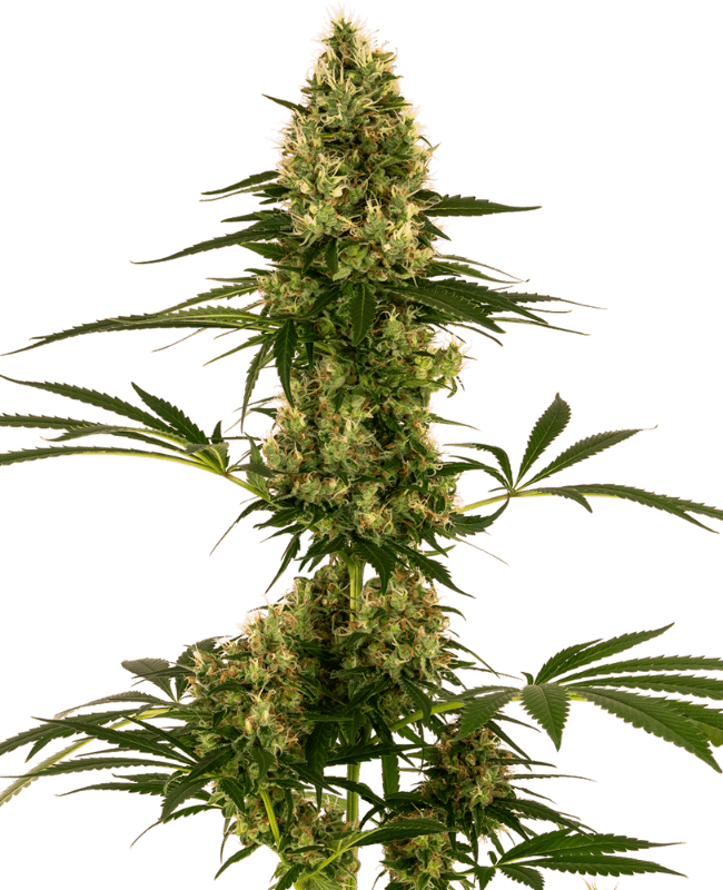 Blue Bullet Automatic Seeds
