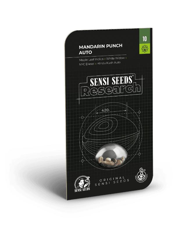 Mandarin Punch Autoflowering Seeds - image 2 of 4