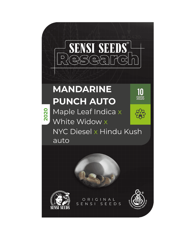 Mandarin Punch Autoflowering Seeds - image 3 of 4