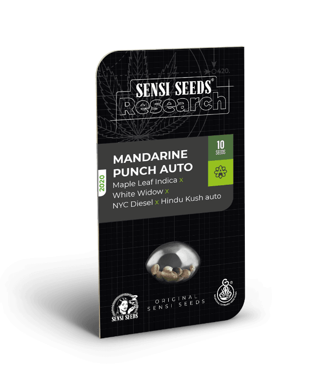 Mandarin Punch Autoflowering Seeds - image 4 of 4