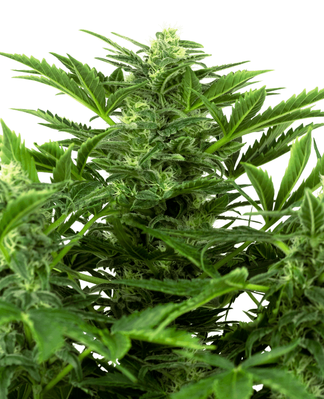 Mandarin Punch Autoflowering Seeds - Hash Caviars