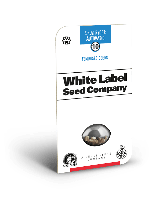 Snow Ryder Autoflowering Seeds - image 2 of 3