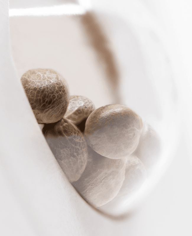 Snow Ryder Autoflowering Seeds - image 3 of 3