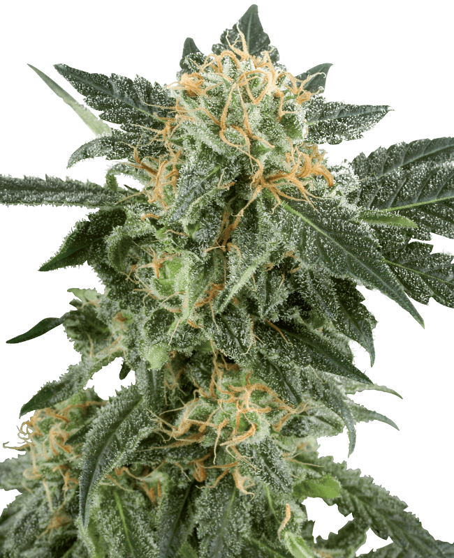 Snow Ryder Automatic Seeds by White Label