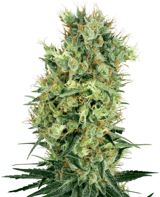 Cali Orange Bud Regular Seeds by White Label