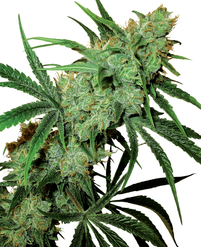 Fruity Juice Regular Seeds