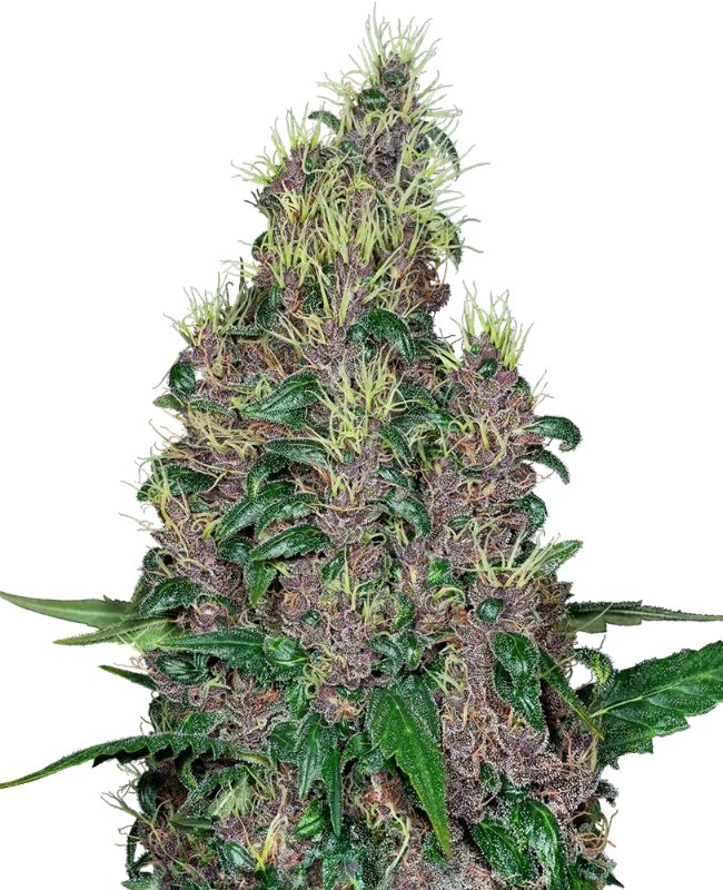 Mandarine Jam Feminized