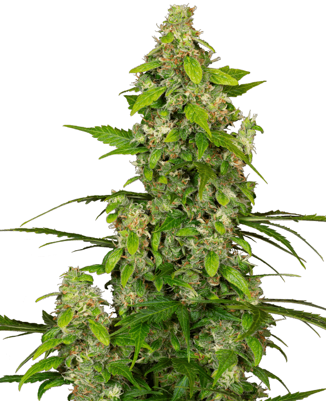 Gorillaz Automatic Seeds