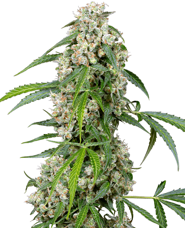 Pineapple Automatic