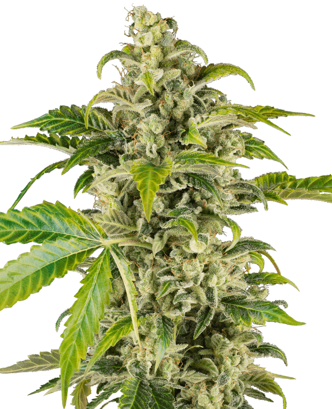 Sweet & Sour Cream Automatic Seeds