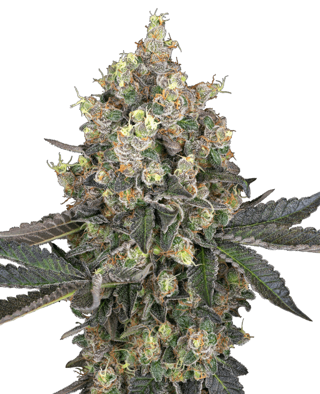 Sweet Berry Breeze Feminized Seeds by White Label
