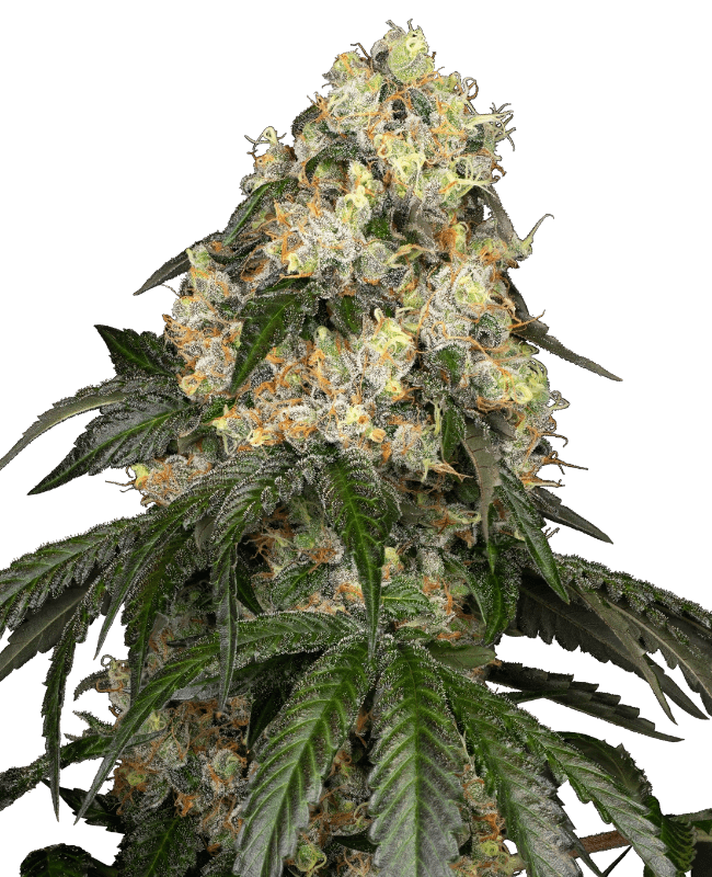 White Biscotti OG XXL Feminized Seeds by White Label