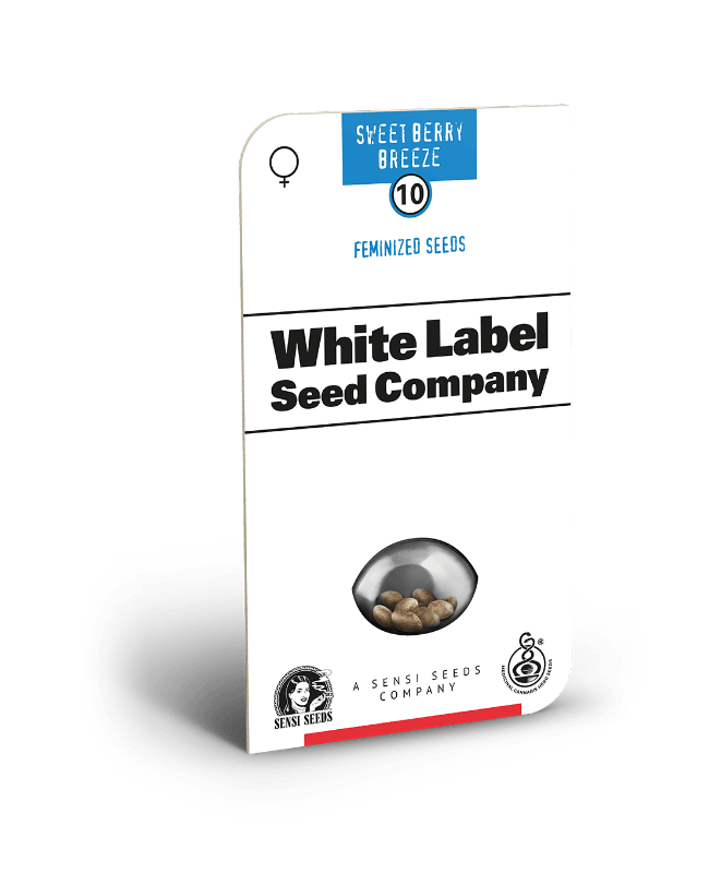 Sweet Berry Breeze Feminized Seeds - image 2 of 2
