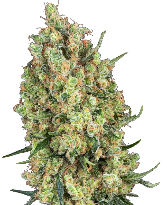 Candy Hash Feminized