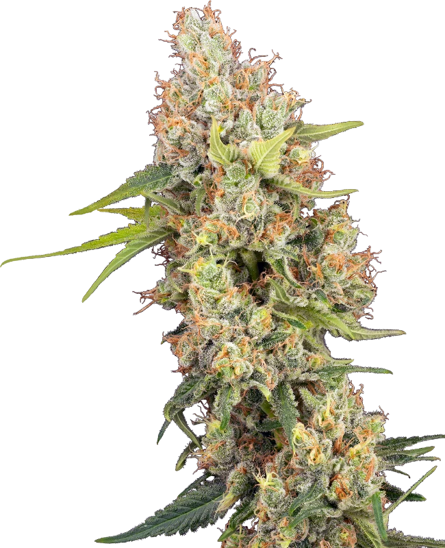 Raspberry Critical Kush Feminized