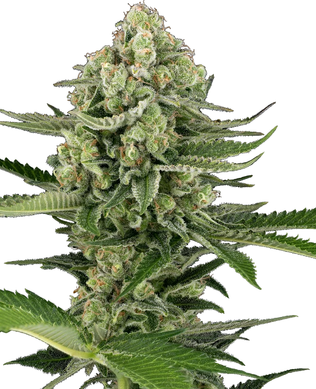Candy Buds Automatic Seeds