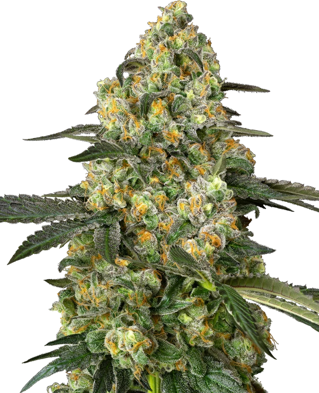 Big Berry Bliss Feminized