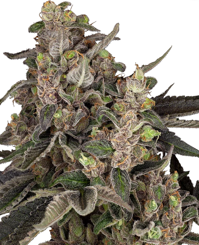 Bahama Mama Automatic